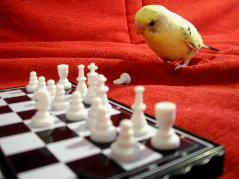 Les femmes russes, ou l'Olympe des échecs mondiaux